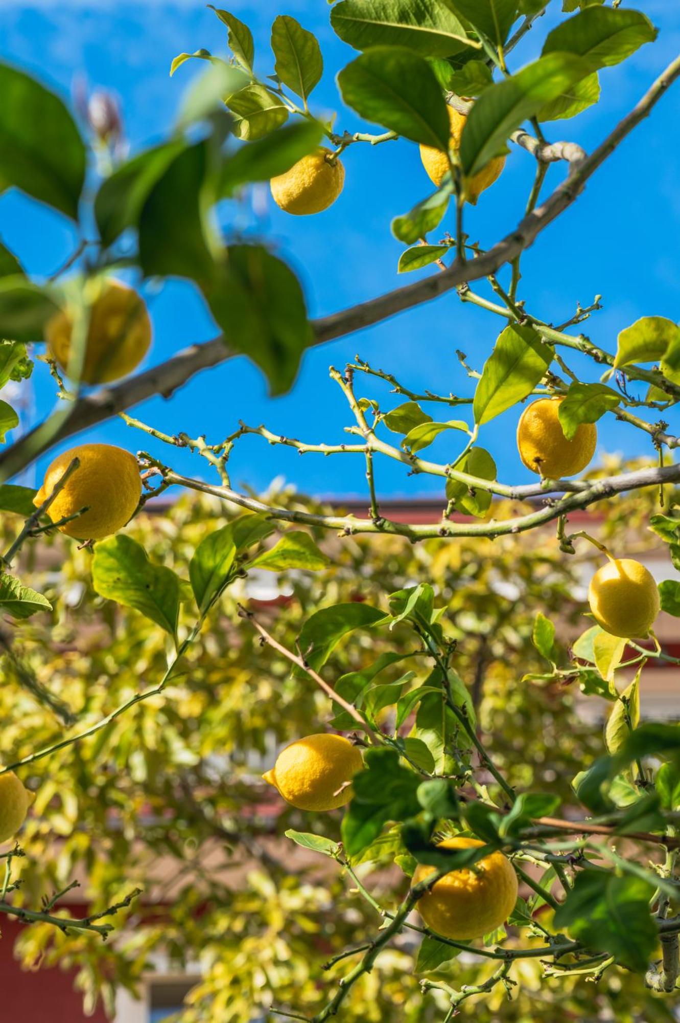 法布里克博比住宿加早餐旅馆 芒通 外观 照片